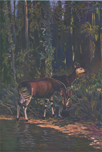 Okapis